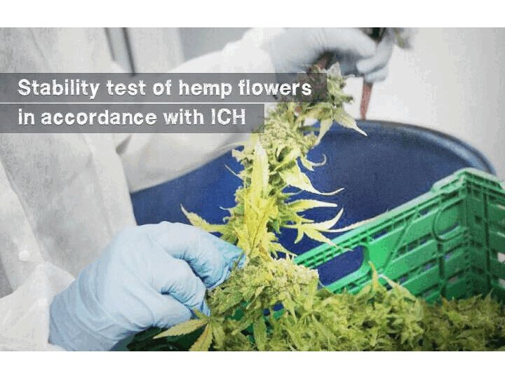 Stability test of hemp flowers in accordance with ICH